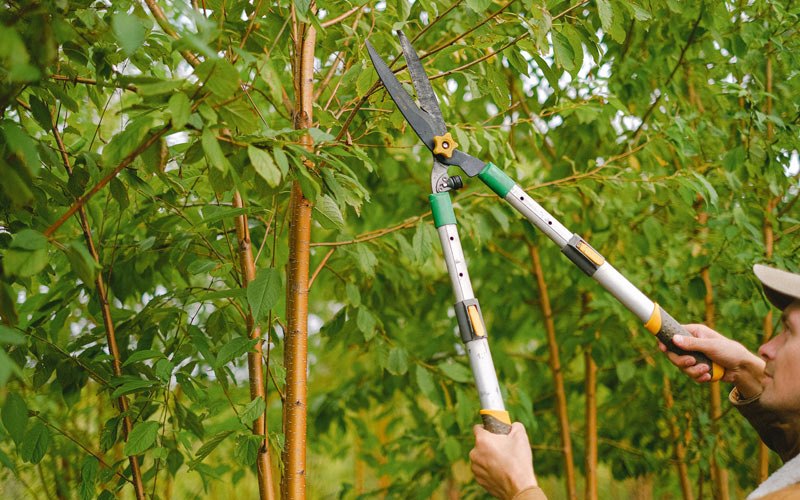 Tree trimming in Humboldt, IA